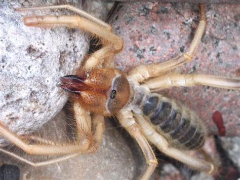 Arizona Spiders: Pictures and Identification - Green Nature