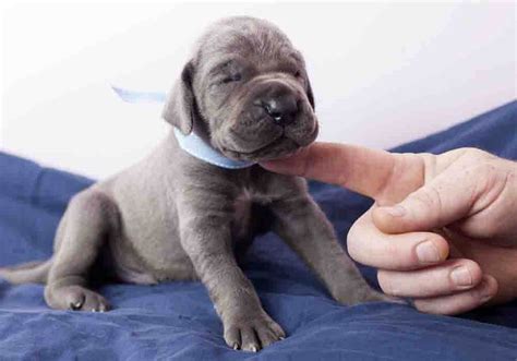 Great Dane Puppy 101: Top 15 Beginner Questions Answered