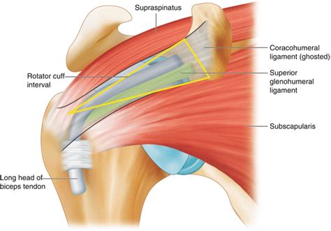 Glenohumeral Joint | Anesthesia Key