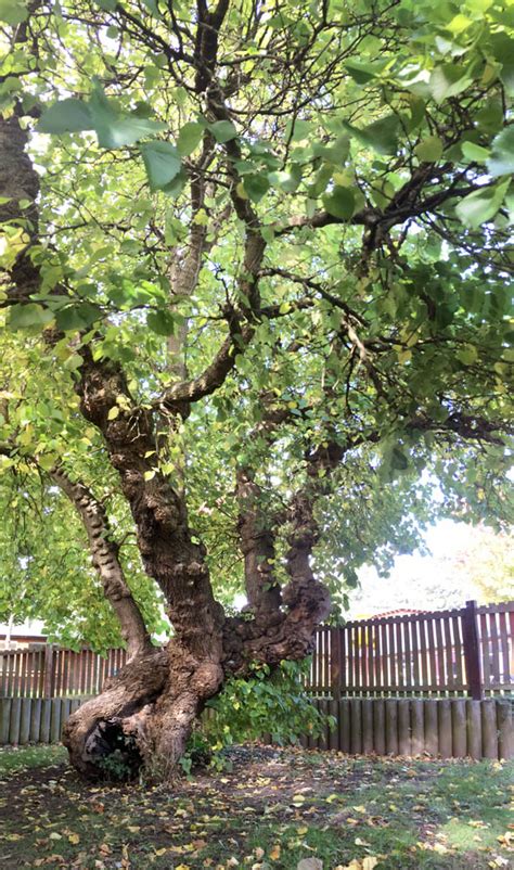 Sheffield's ancient black mulberry - Sheffield Woodland Connections