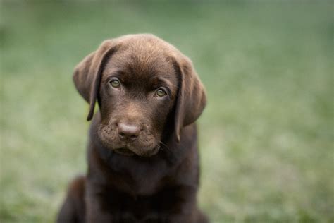 Life is short for chocolate Labradors