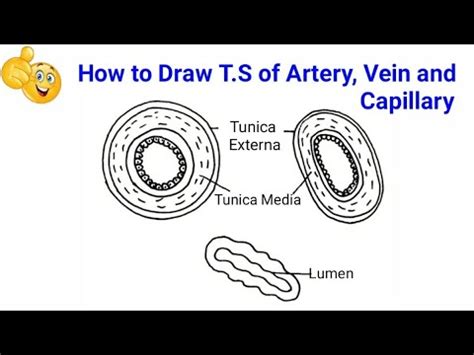 how to draw labelled diagram of T.S of artery, vein and capillaries ...