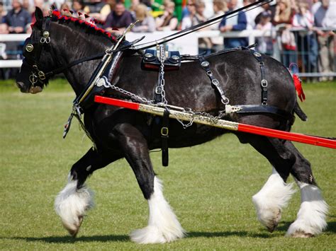 Work Horses – Breeds, Types, And Characteristics