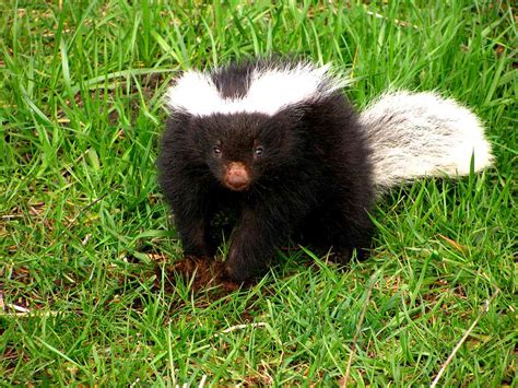 8 Fascinating Skunk Species