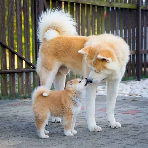 akita inu puppies, akita inu for sale, akita inu dog, akita inu size, akita inu breeders, akita ...