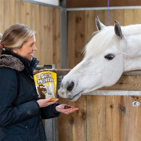 Understanding Horse Sheath Swelling: Causes, Symptoms, and Solutions | Just Horse Riders