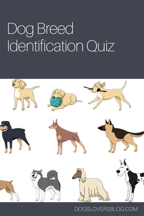 Can You Pass This Dog Breed Identification Quiz ? | Dog quiz, Dog breed quiz, Dog breeds