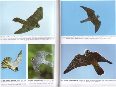 Raptor Books - A Comparison of North American Field Guides