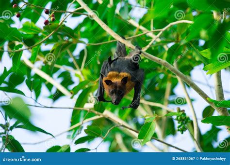 Bat Hanging on a Tree Branch Stock Image - Image of batman, vampire: 268854067