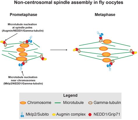 A novel microtubule nucleation pathway for meiotic spindle assembly in oocytes - preLights