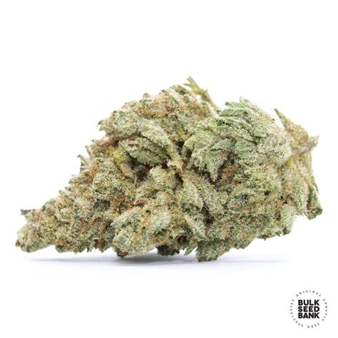 WHITE WIDOW | Bulk Seed Bank