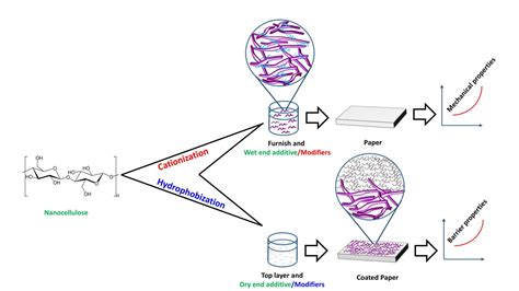 A comprehensive review of nanocellulose modification and applications in papermaking and ...