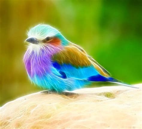 'rainbow' finch | Paradise with Birds | Pinterest