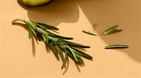 4 Benefits of Rosemary Leaf Extract for Your Hair Care Routine – Ocoa