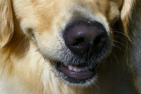 Common Dog Nose Skin Diseases - Nasal Skin Problems