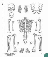Printable Skeletal System Coloring Pages sketch template