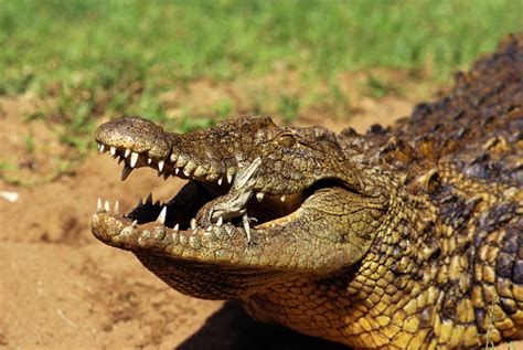 Nile Crocodile Facts (Crocodylus niloticus)