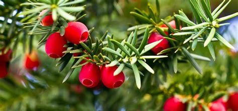 Taxus - Alchetron, The Free Social Encyclopedia