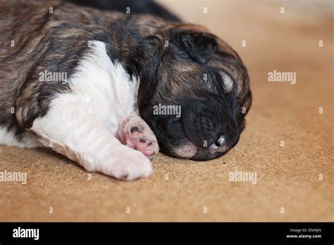 Sleeping newborn puppy Stock Photo - Alamy