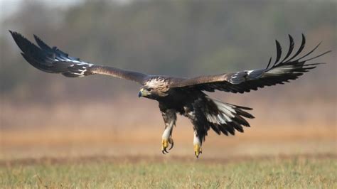 Denali National Park Wildlife: How to Spot Them All - Getaway Couple