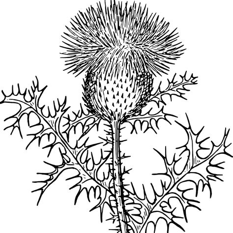 Scottish Thistle Drawing at GetDrawings | Free download