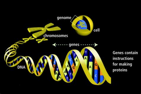 Genes - Definition, Function, and Mutations