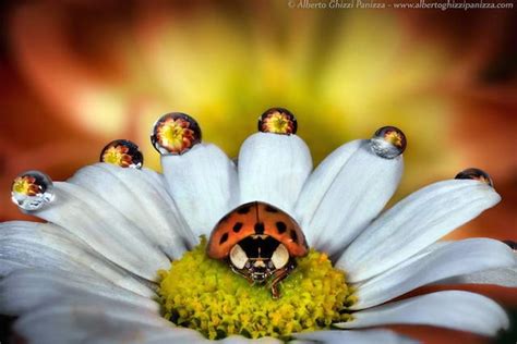 Beautiful Macro Photographs of Insects and Flower Refractions in Dew Drops