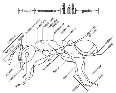 Anatomy Gaster - ANATOMY