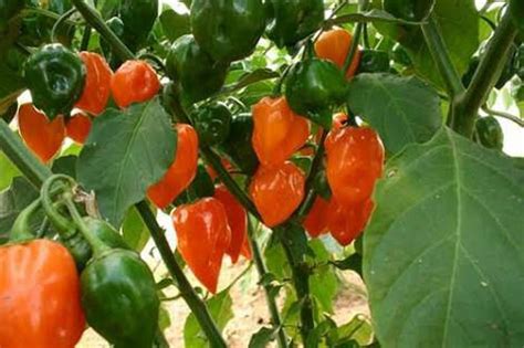 How to Make a Fortune Growing Habanero Pepper | Hort Zone