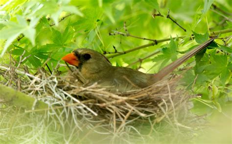 Nesting Cardinal 659 | This female cardinal broods on her ne… | Flickr