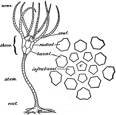 Simple Crinoid | ClipArt ETC