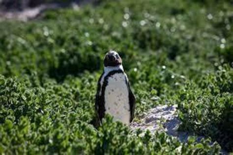 Breeding success raises hopes for future of endangered African penguin - Nexus Newsfeed