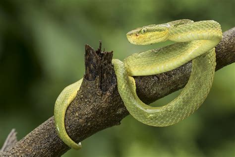 Bamboo Pitviper | Rahul Alvares