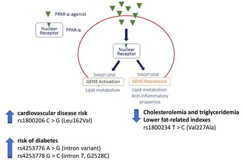 IJMS | Free Full-Text | Impact of PPAR-Alpha Polymorphisms—The Case of Metabolic Disorders and ...