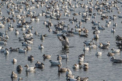 Premium Photo | Flock of geese on lake