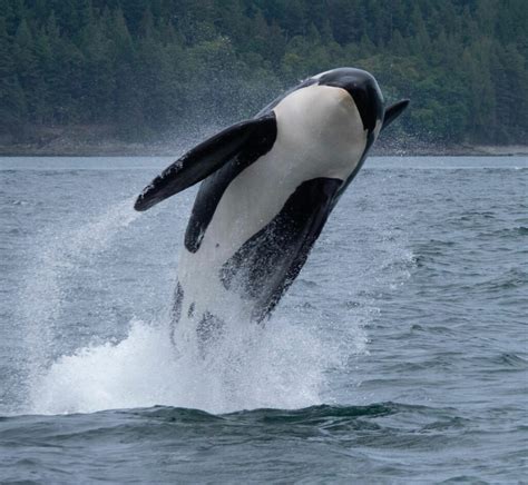 Fascinating Orca Facts – Pet Prints Magazine