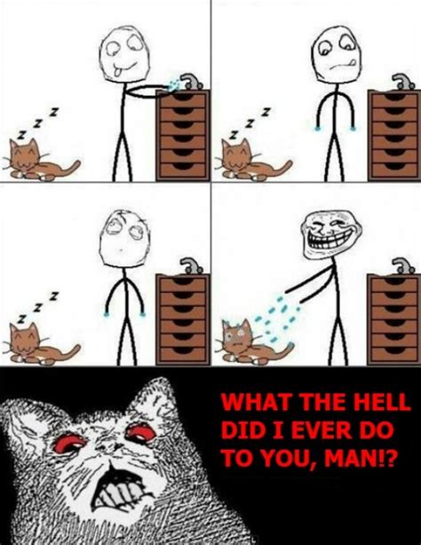 Cat rage | Funny relatable memes, Funny images, Memes