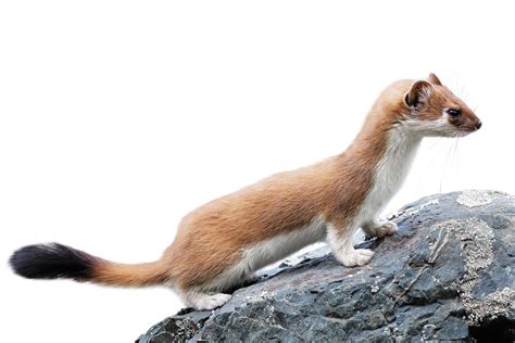 Stoat Facts for Kids | Stoat Habitat | DK Find Out