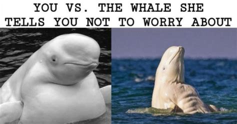 Whalecoming The Weekend With Some Whale Memes - I Can Has Cheezburger?