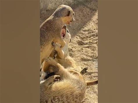 Meerkat fight - YouTube