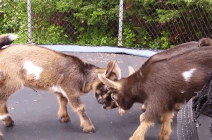 These Baby Goats Jumping On A Trampoline Will Make Your Day