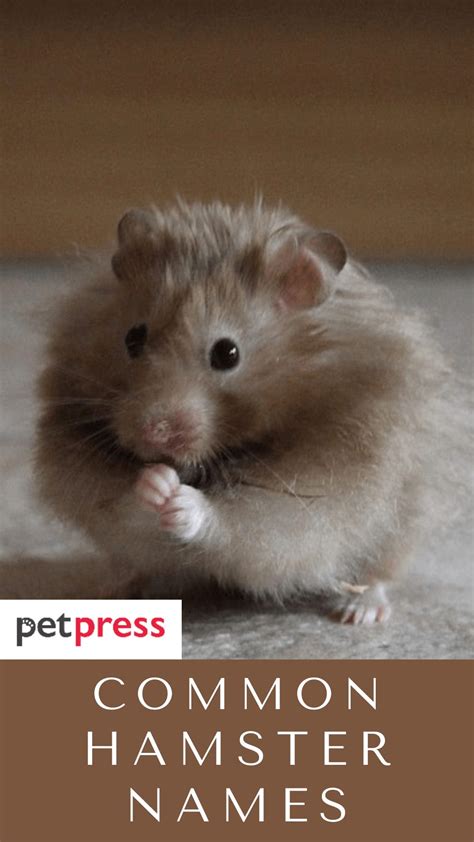 Common Hamster Names - 100 Name Ideas For Your Hamster