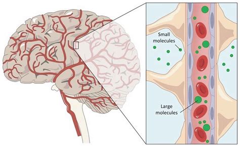 Blood brain barrier, blood brain barrier function & cells