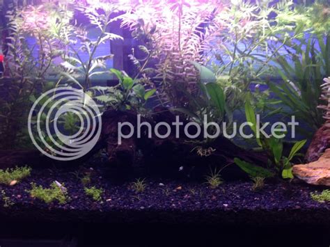 Water wysteria and rotala indica pruning | The Planted Tank Forum