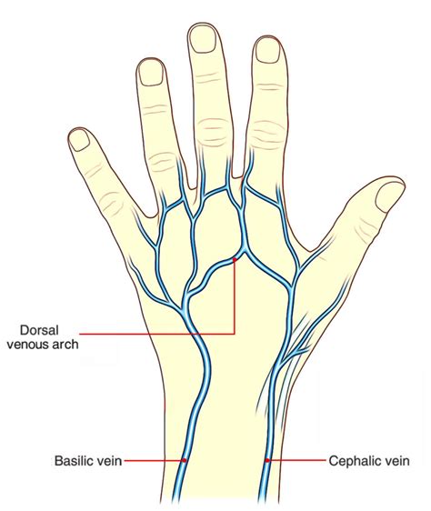 Dorsal Venous Arch (Hand & Foot) – Earth's Lab