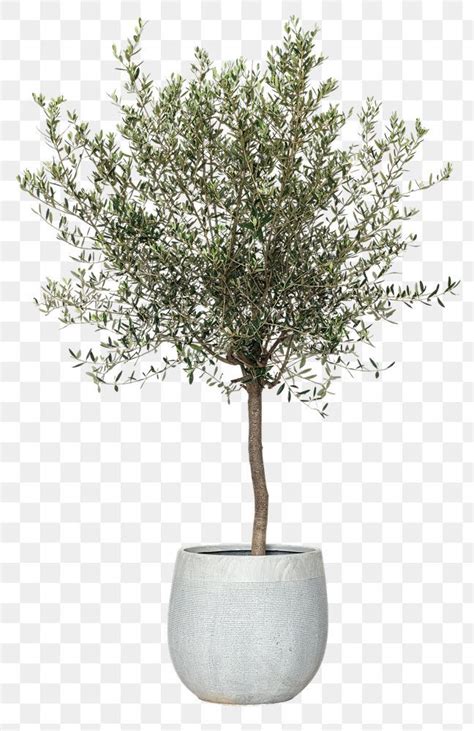 Download premium png of Olive tree png mockup house plant in a pot by ...