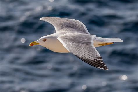 Have We All Missed the Point About Seagulls? — Save Coastal Wildlife