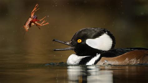 Hooded Merganser | Audubon Field Guide