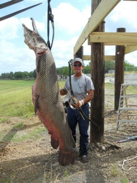 Alligator Gar Pictures | Fish Tales