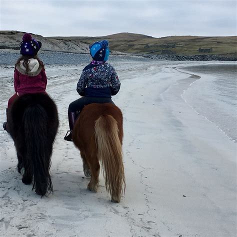 Shetland Performance Pony News - SHETLAND PERFORMANCE